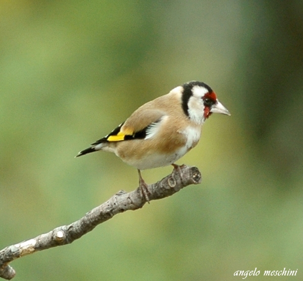 Cardellino, Carduelis carduelis